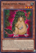 Eucalyptus Mole MZMU-EN021 (Maze of Muertos)  - 1st Edition